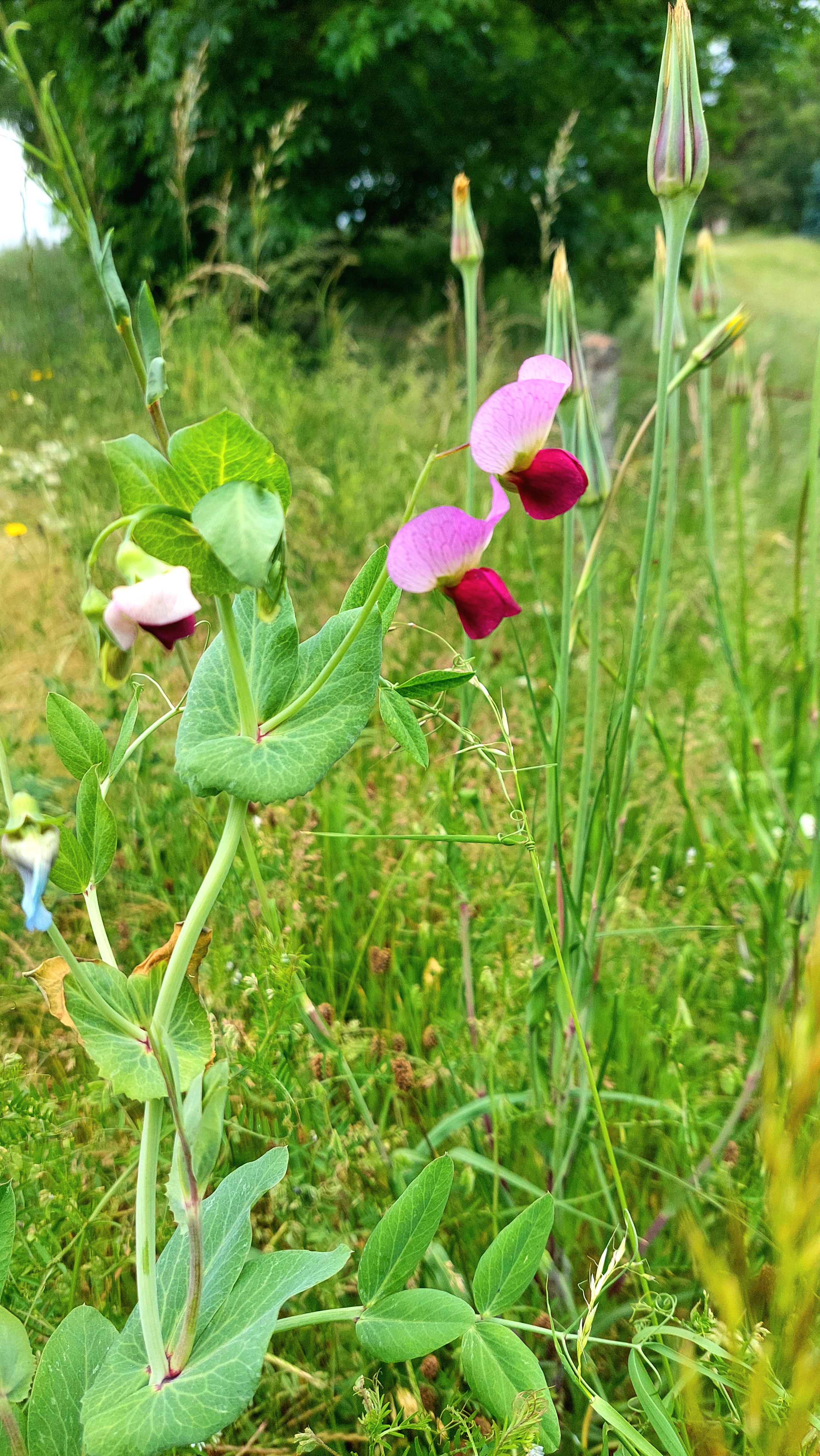 Fleur pois